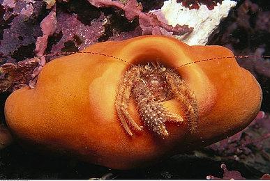 暴雪联合主管直播开金团 引发魔兽玩家争论